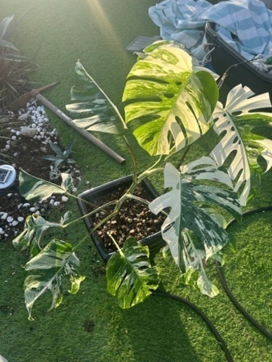 希少　班入りモンステラ　大苗