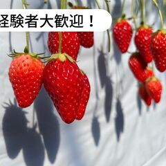【済】熊本県玉名市横島町横島でいちご収穫作業等のお仕事！【単発/...
