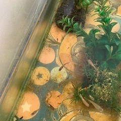 グッピー☆の画像