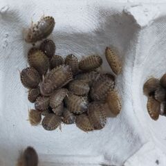 デュビアSS(～1cm) 100匹