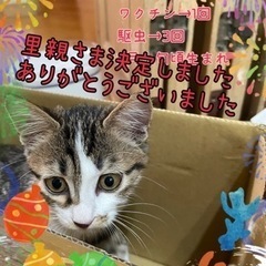 ずっとのお家を探しています