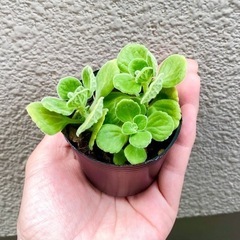 アロマティカス   1ポット お好きなのどーぞの画像