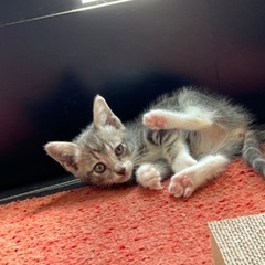 2023年8月ごろ生まれ　子猫募集