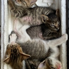 【新規受付停止】保護した子猫●４匹の里親を募集します。の画像