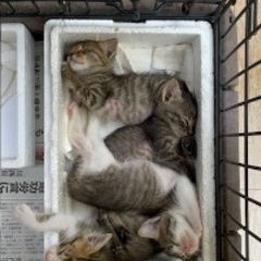 【新規受付停止】保護した子猫●４匹の里親を募集します。 - 中川郡