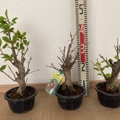 姫リンゴ 苗 盆栽仕立て 