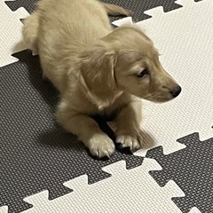 ミニチュアダックスフントの赤ちゃん