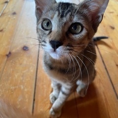 とっても甘えん坊の子猫（4ヶ月）