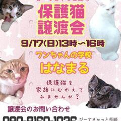保護猫を家族にむかえてみませんか❓