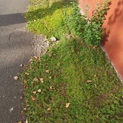芝桜(濃いピンク、白、紫)
