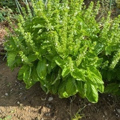 バジル如何でしょうか？の画像