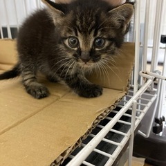 保護したて子猫里親募集！