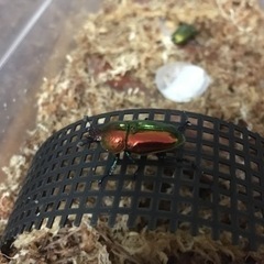 パプキン♀パプアキンイロクワガタ売ってください。