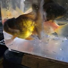 🐠東錦、各オランダ🐠【決まりました】の画像
