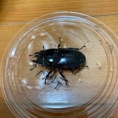 テイオウヒラタクワガタ　メス3匹　ヒラタクワガタ　クワガタムシの画像