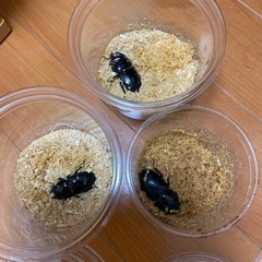 テイオウヒラタクワガタ　メス3匹　ヒラタクワガタ　クワガタムシ