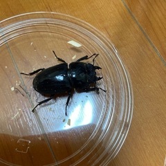テイオウヒラタクワガタ　メス3匹　ヒラタクワガタ　クワガタムシの画像