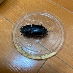 テイオウヒラタクワガタ　メス3匹　ヒラタクワガタ　クワガタムシの画像
