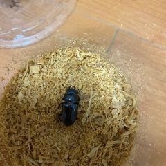 メタリフェルホソアカクワガタ　メス2匹の画像