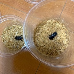 メタリフェルホソアカクワガタ　メス2匹