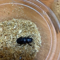 メタリフェルホソアカクワガタ　メス2匹の画像