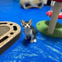生後1ヶ月半のキジ白の男の子です！！