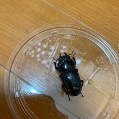 オオクワガタ　メス2匹　クワガタムシの画像