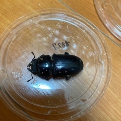 オオクワガタ　メス2匹　クワガタムシの画像