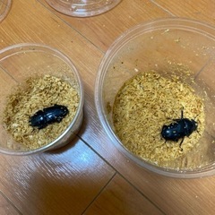 オオクワガタ　メス2匹　クワガタムシ