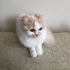 現在トライアル中！血統書有り。ふわふわスコちゃん。