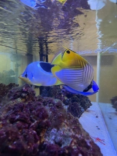 海水魚引退するので売ります