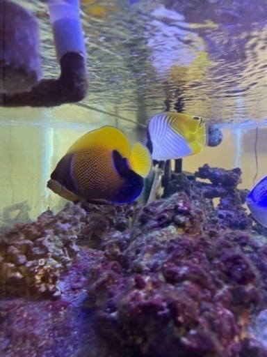 海水魚引退するので売ります