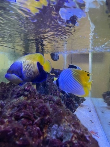 海水魚引退するので売ります