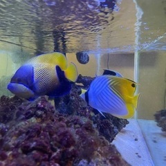 海水魚引退するので売ります