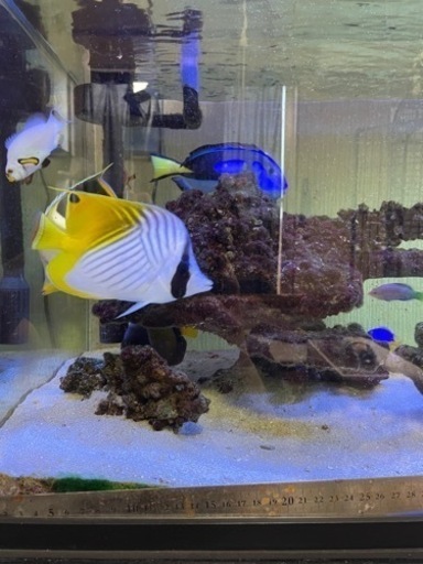 海水魚引退するので売ります
