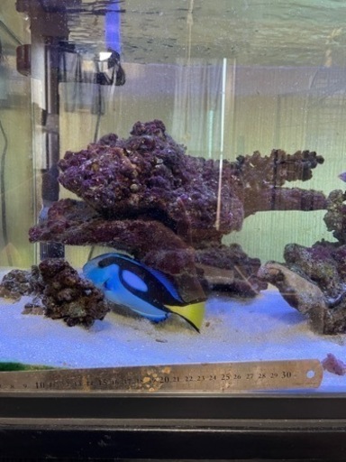 海水魚引退するので売ります