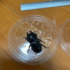 スマトラオオヒラタクワガタ　メス2匹（うち1匹58㎜！）ヒラタクワガタの画像