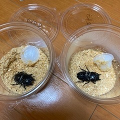 スマトラオオヒラタクワガタ　メス2匹（うち1匹58㎜！）ヒラタクワガタ