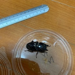 スマトラオオヒラタクワガタ　メス2匹（うち1匹58㎜！）ヒラタクワガタの画像