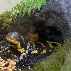 タイガーサラマンダー25センチの画像