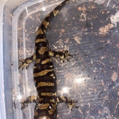 タイガーサラマンダー25センチの画像