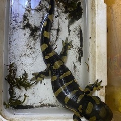 タイガーサラマンダー25センチの画像