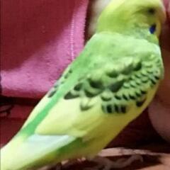 セキセイインコ迷子になりました