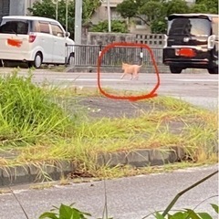 伊芸ビーチにて迷い犬