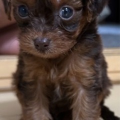 仔犬販売チワプー - ペット