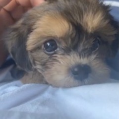 仔犬販売チワプー - 国頭郡