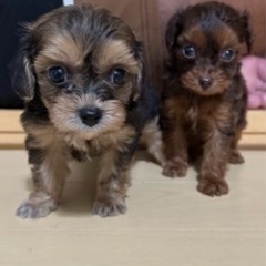 仔犬販売チワプー - 地元のお店
