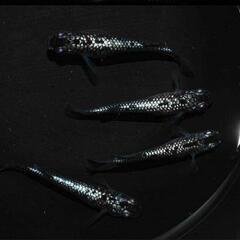 ｸﾗｳﾄﾞｸﾞﾚ-ﾀﾞｲﾔめだか稚魚10匹の画像