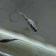 ｸﾗｳﾄﾞｸﾞﾚ-ﾀﾞｲﾔめだか稚魚10匹の画像