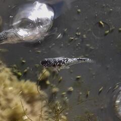 ｸﾗｳﾄﾞｸﾞﾚ-ﾀﾞｲﾔめだか稚魚10匹の画像